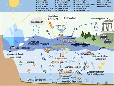 Editorial: Responses of marine microbes to multiple environmental drivers of global change: The interplay of abiotic and biotic factors